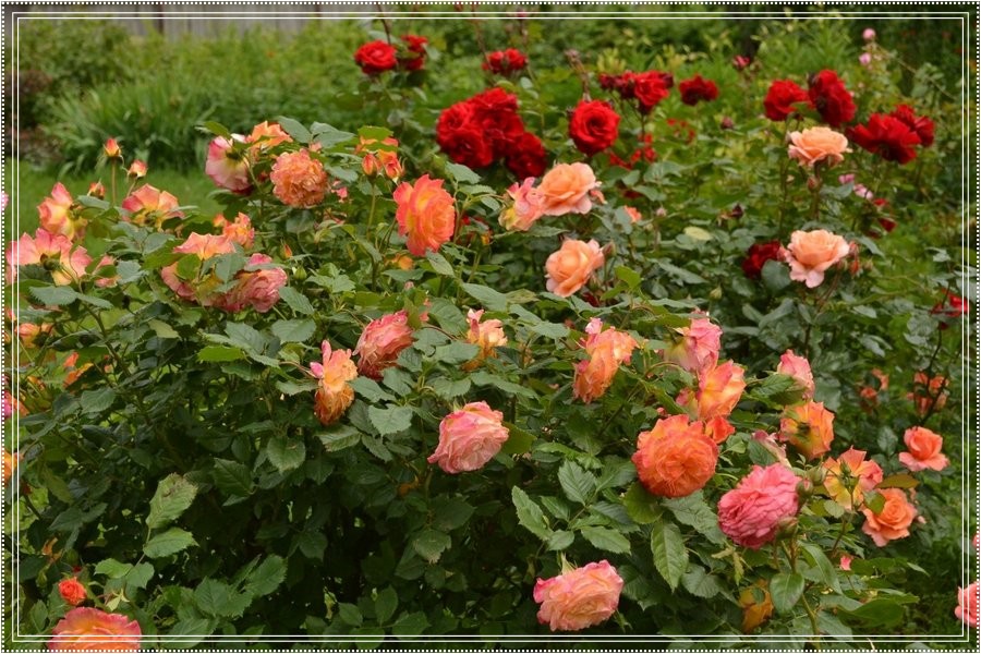 Meteor róża rabatowa